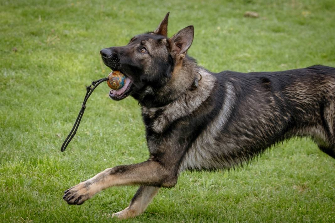 Özel eğitimli köpekler yeraltındaki su kaçaklarını tespit edecek 12